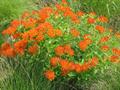 canada root,chigger flower,flux rout,indian posy,orange root